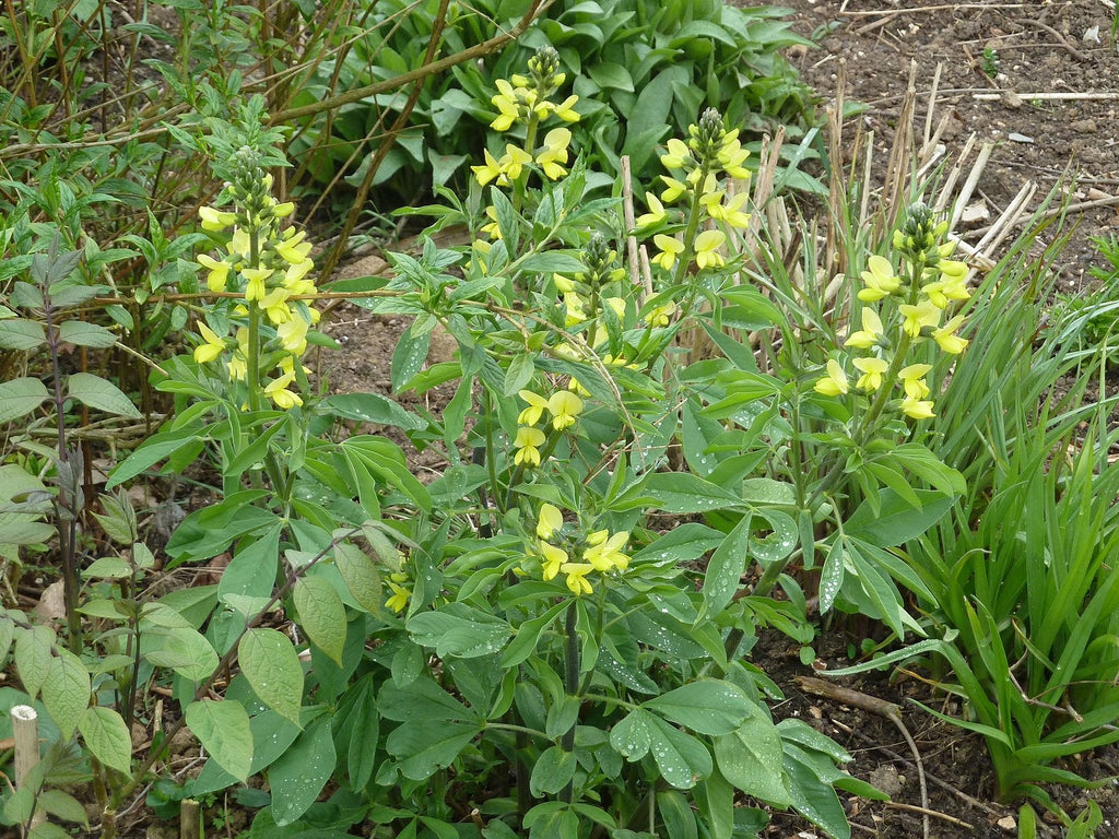 Thermopsis villosa - Blue Ridge False Lupine