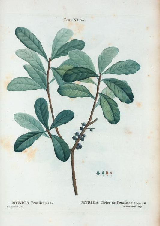 Morella caroliniensis - Small Bayberry