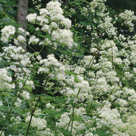 Thalictrum pubescens