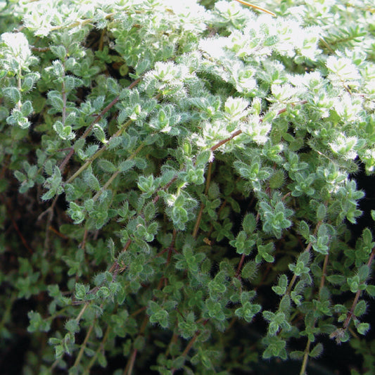 Thymus praecox "Pseudolanuginosus' - Woolly Thyme