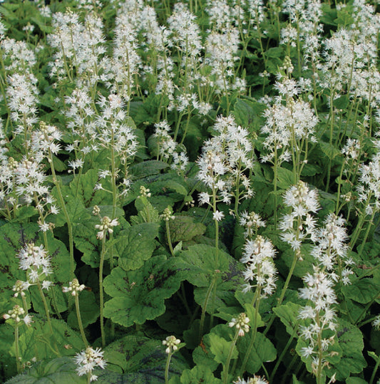 Tiarella cordifolia 'Running Tapestry'