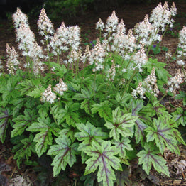Tiarella cordifolia 'Elizabeth Oliver' - Heartleaf Foamflower hybrid