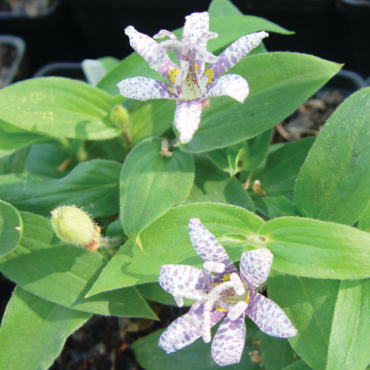 Tricyrtis hirta 'Miyazaki'