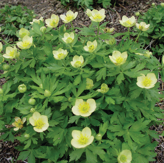 Trollius laxus - American Globeflower