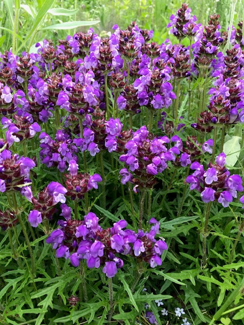 Prunella vulgaris 'Magdalena'