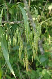 Bromus latigulmis