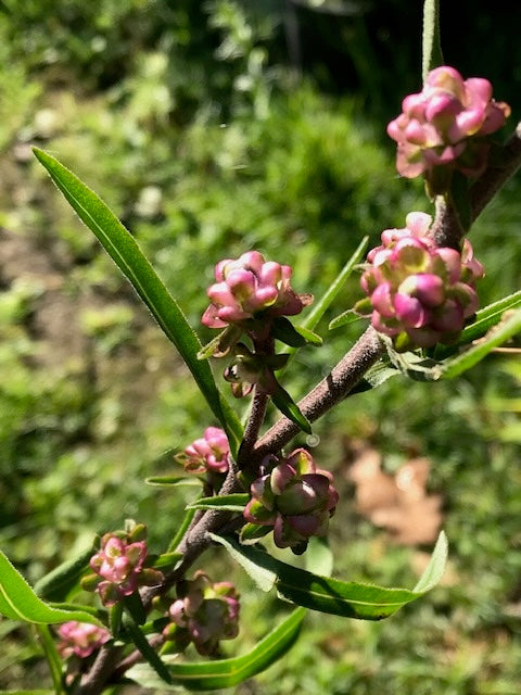 Liatris aspera