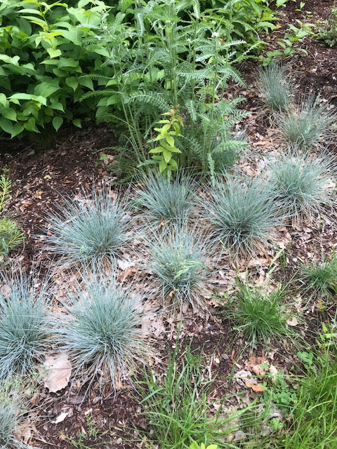 Festuca glauca 'Beyond Blue'