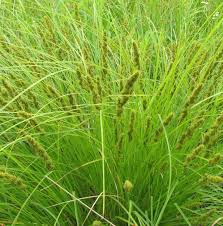 Carex vulpinoidea - Fox Sedge