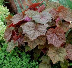 Heuchera villosa 'Bronze Wave'
