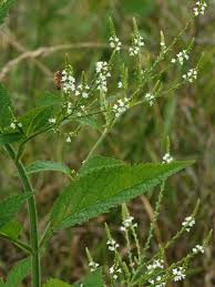 Verbena urticifolia - White Vervain