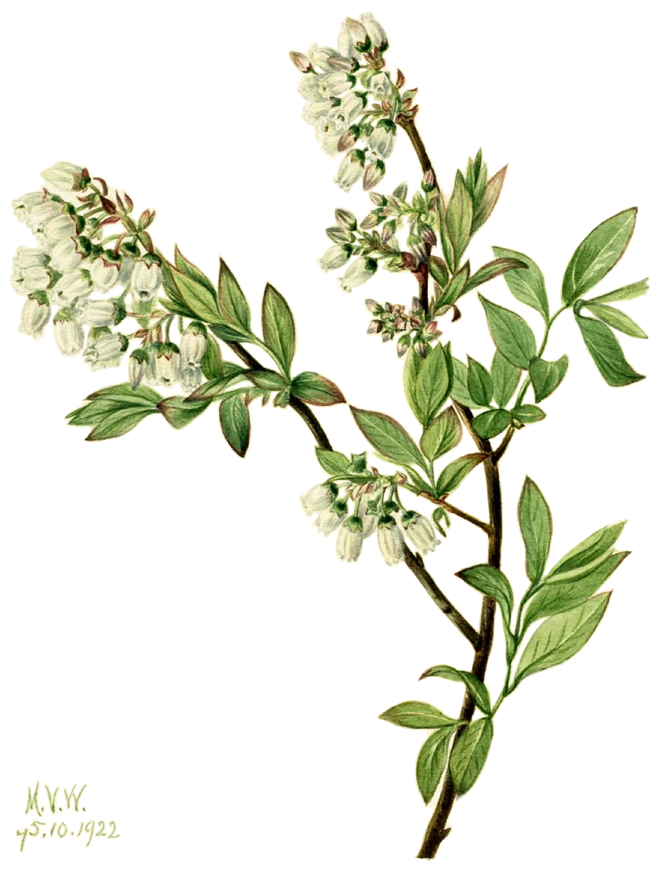 Vaccinium corymbosum - Highbush Blueberry