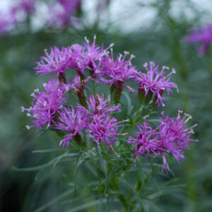 Vernonia lettermanii 'Iron Butterfly' - Threadleaf Ironweed cultivar