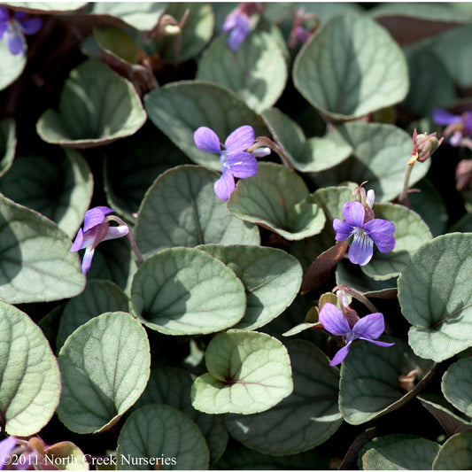 Viola walteri 'Silver Gem'