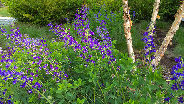 Baptisia australis - Blue False Indigo
