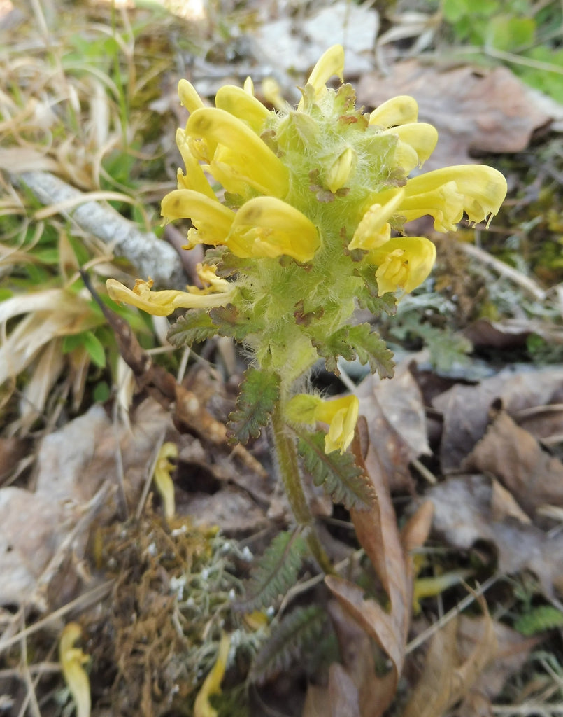 Pedicularis canadensis - Canadian Lousewort