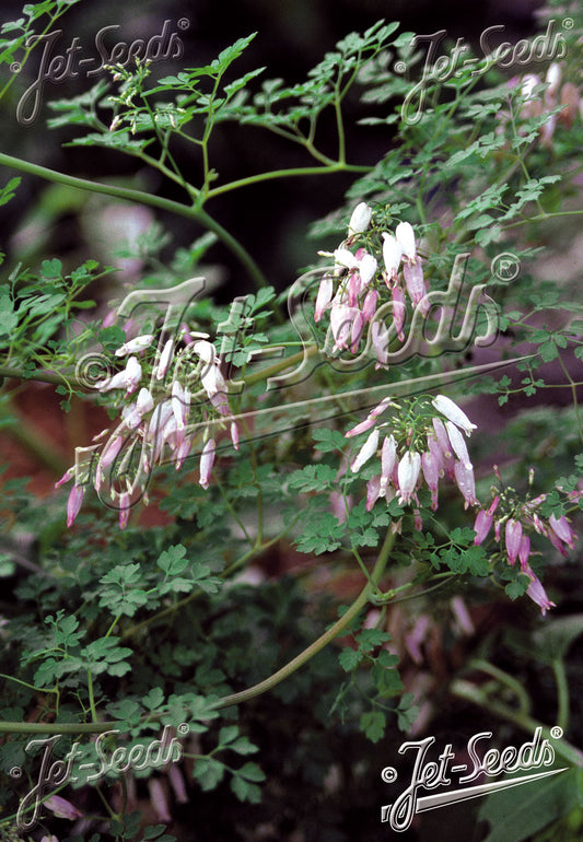 Adlumia fungosa - Allegheny Vine