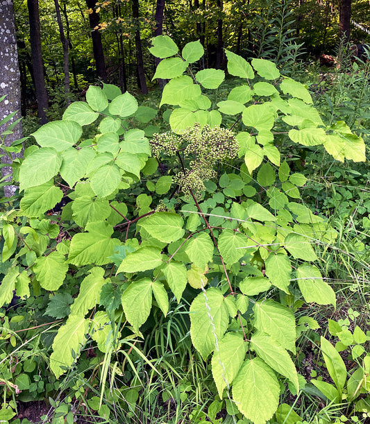 Aralia racemosa