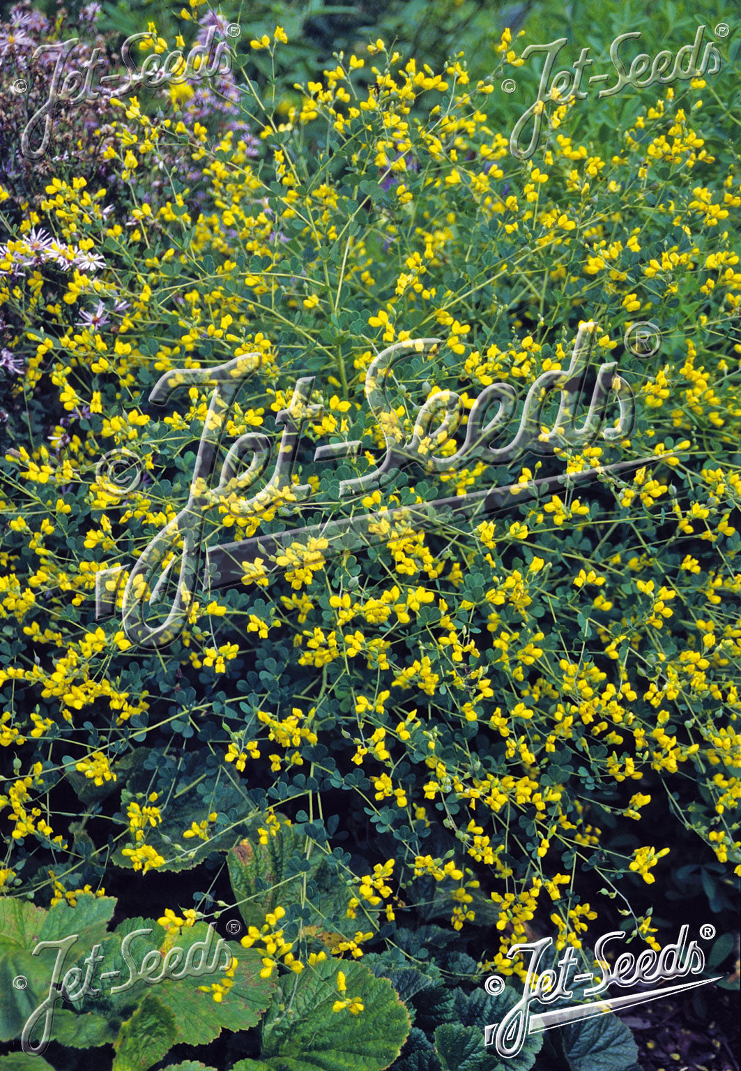 Baptisia tinctoria