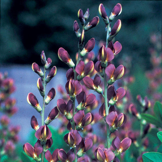 Baptisia x 'Twilite'