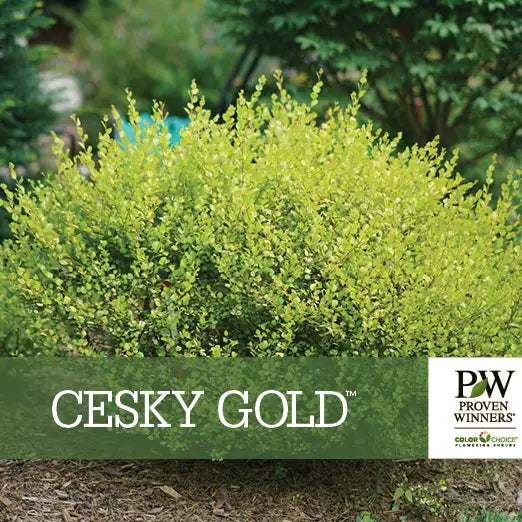 Betula x plettkei 'Cesky Gold'