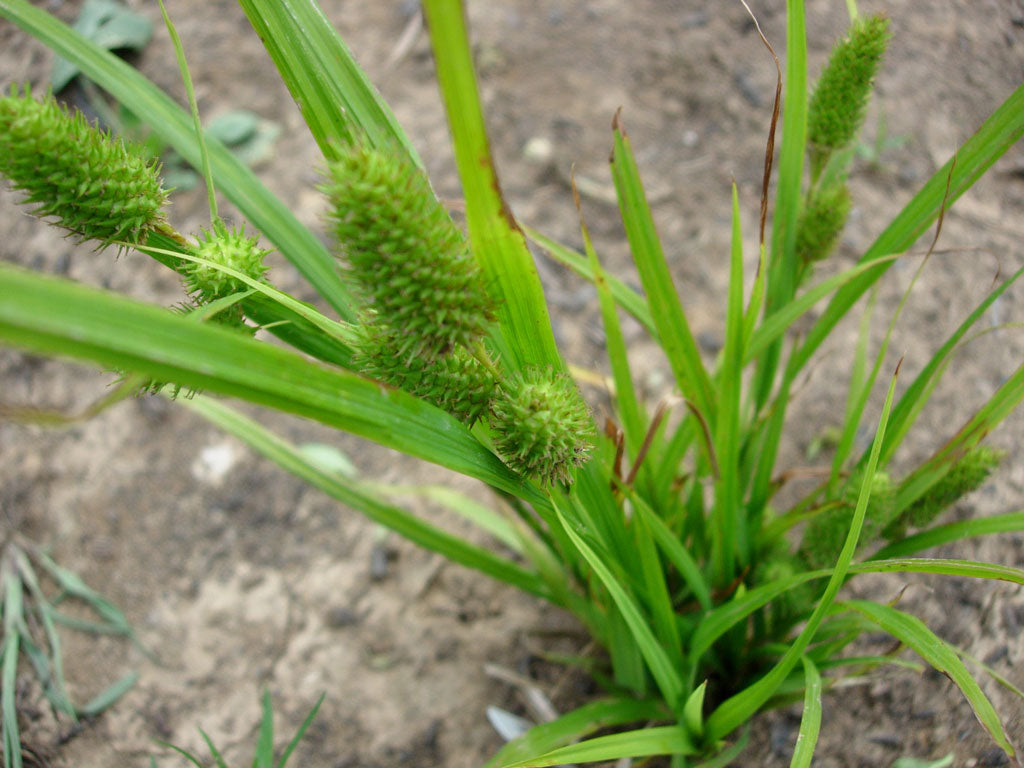Carex typhina - Common Cattail Sedge
