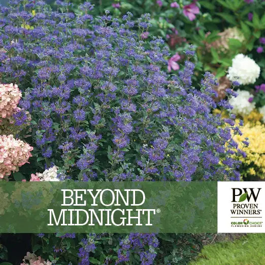 Caryopteris x clandonensis 'Beyond Midnight'