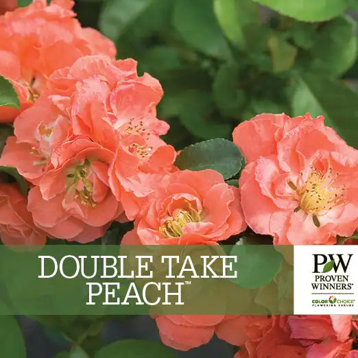 Chaenomeles speciosa hyb. 'Double Take Peach'