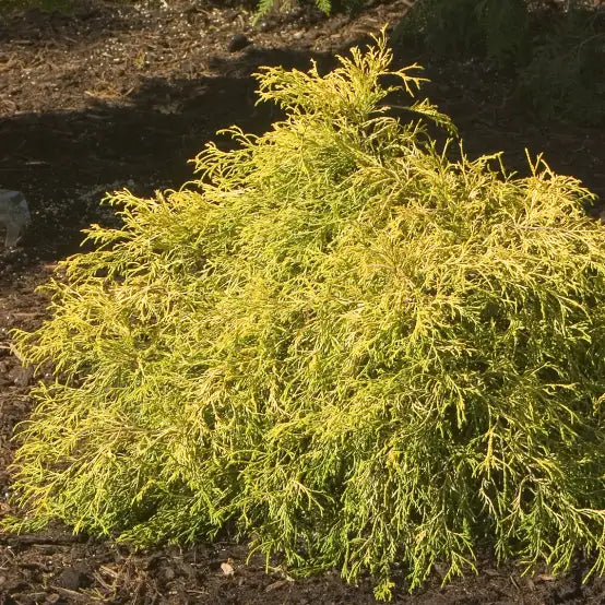 Chamaecyparis 'Gold Mop'