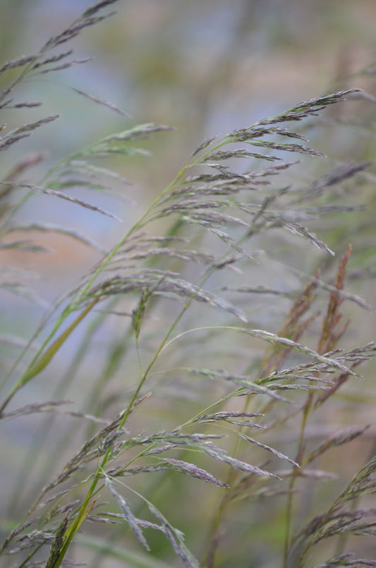 Cinna arundinacea - Sweet Wood-reed Grass