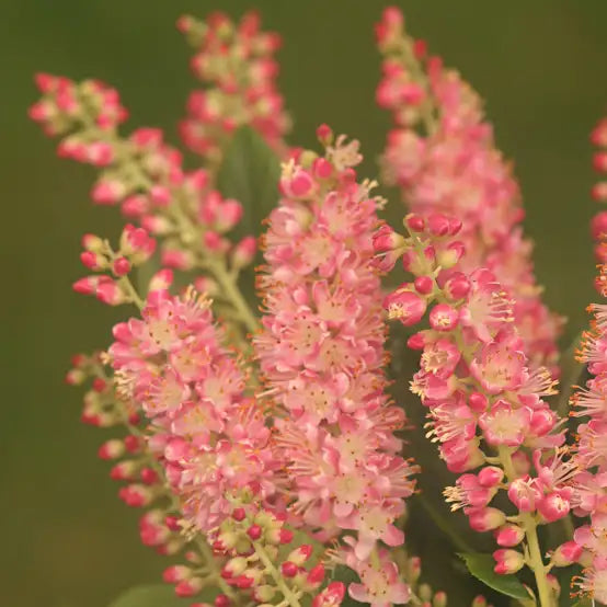 Clethra alnifolia 'Ruby Spice'