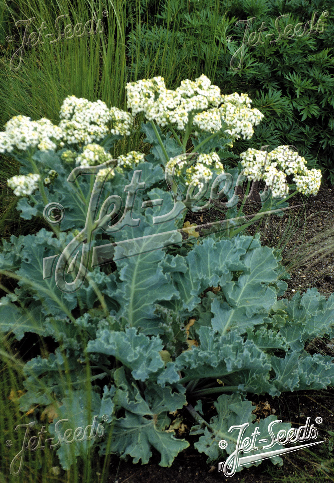 Crambe marítima