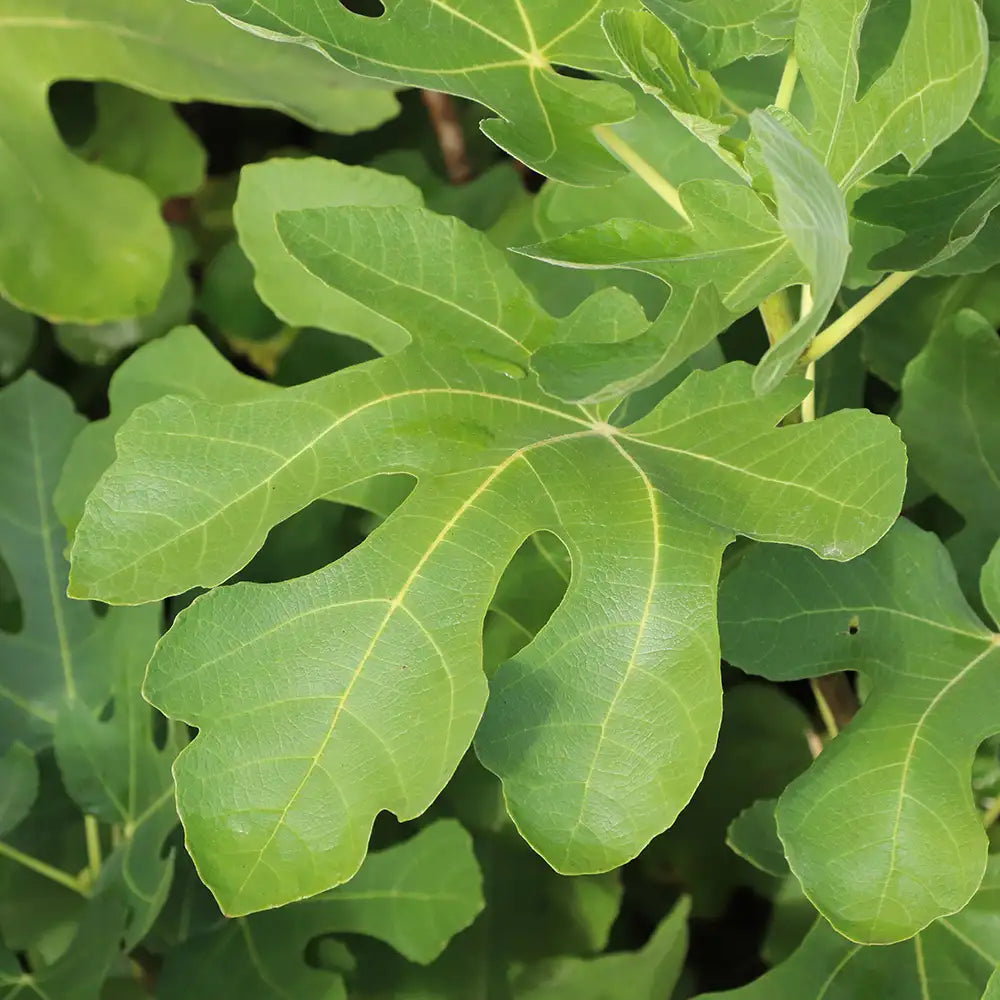 Ficus carica 'Brown Turkey'
