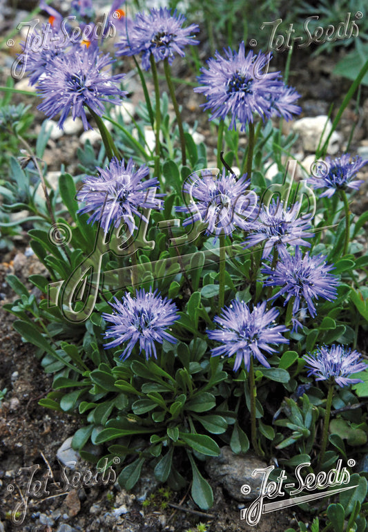 Globularia cordifolia