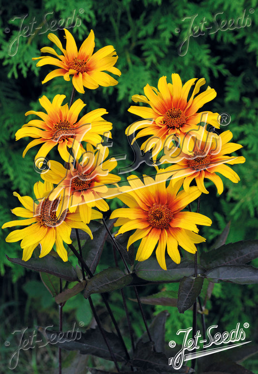 Heliopsis helianthoides var. scabra 'Burning Hearts' - Western Ox-eye cultivar