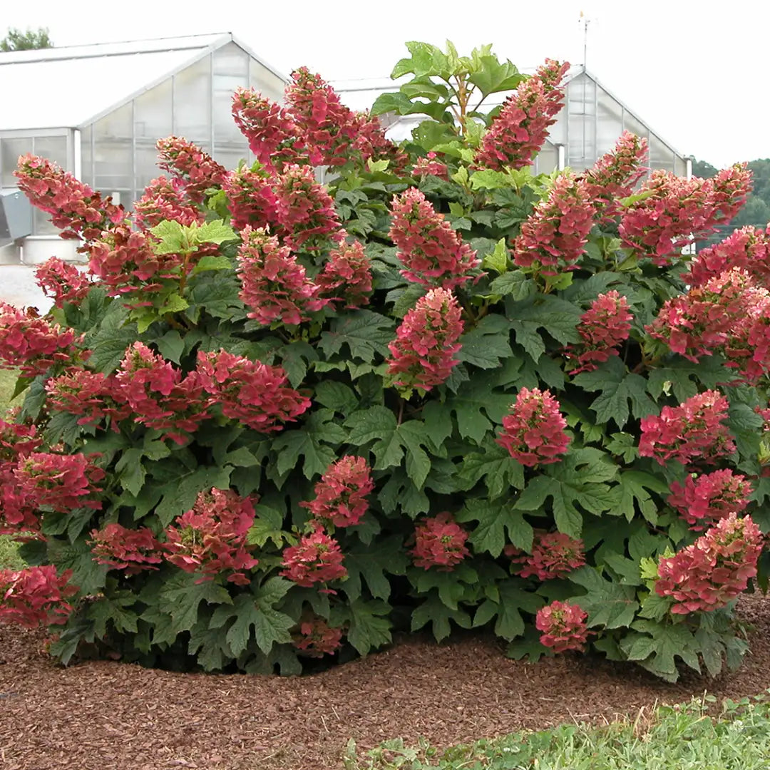 Hydrangea quercifolia 'Ruby Slippers'