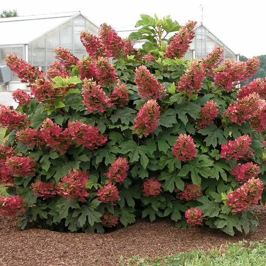Hydrangea quercifolia 'Ruby Slippers'