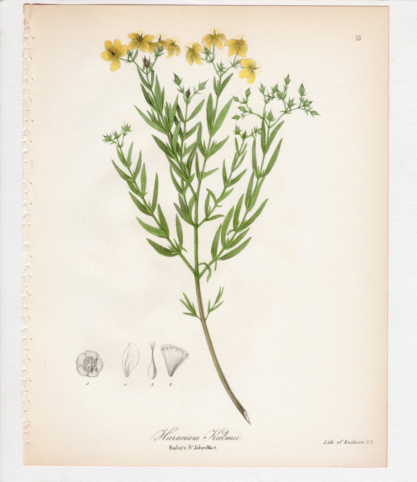 Hieracium kalmii - Kalm's Hawkweed
