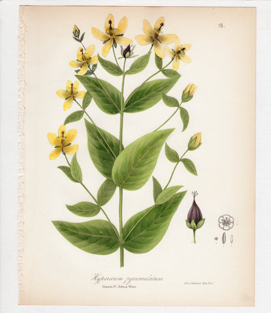 Hypericum ascyron - Great St. Johnswort