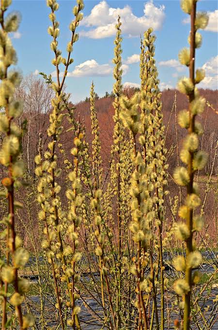 Salix caprea x cinerea 'Showtime' - Goat willow hybrid