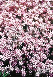 Gypsophila repens 'Rosea' - Creeping Baby's Breath cultivar