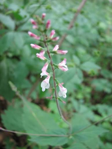 Phyrma leptostachya - American Lopseed