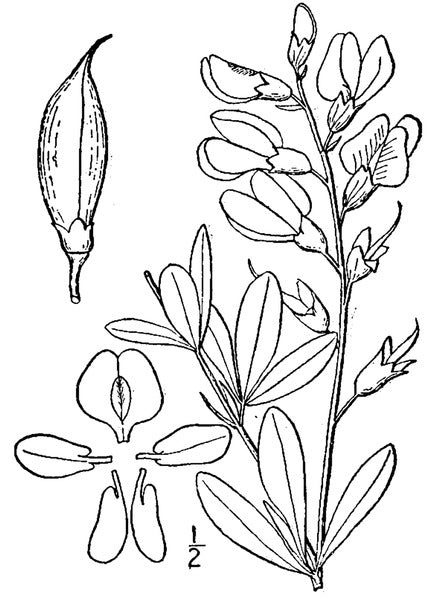 Baptisia australis - Blue False Indigo