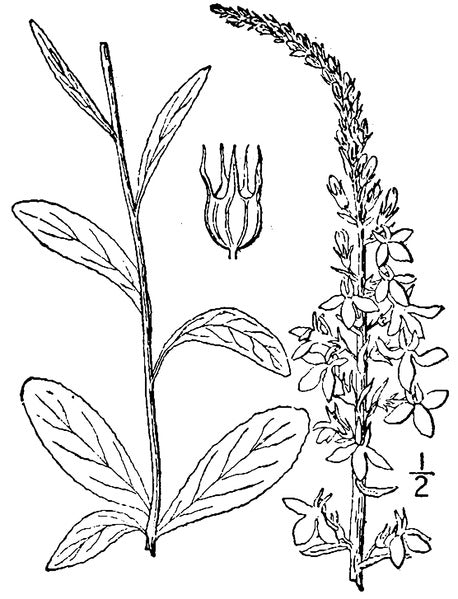 Lobelia spicata - Pale-spiked Lobelia