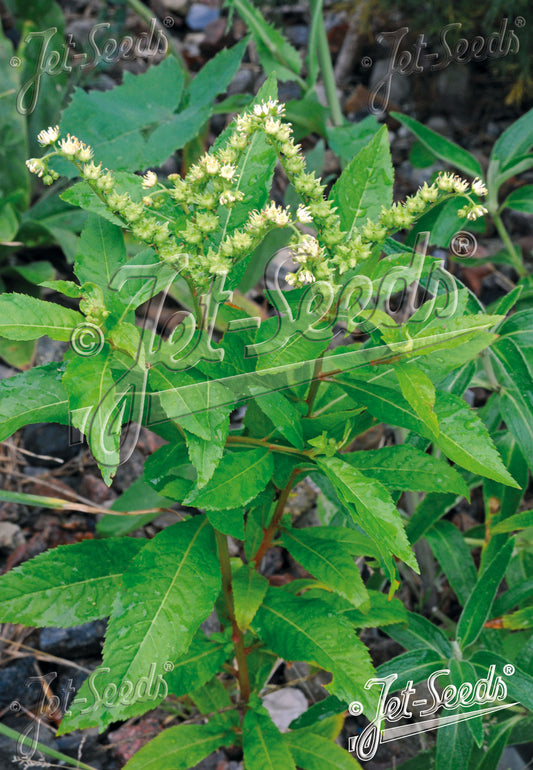 Penthorum sedoides