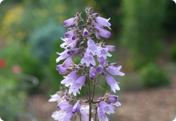 Penstemon calycosus - Calico Beardtongue