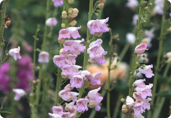 Penstemon palmeri - Palmer's Penstemon