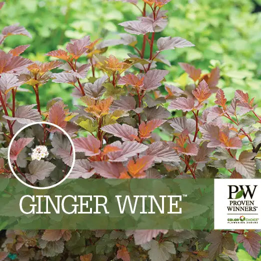 Physocarpus opulifolius 'Ginger Wine'