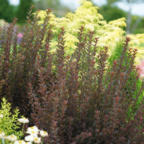 Physocarpus opulifolius 'Tiny Wine'