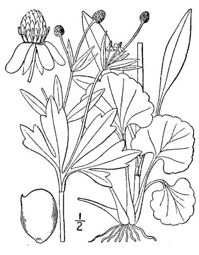 Ranunculus abortivus - Littleleaf Buttercup